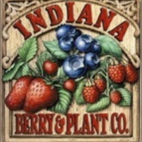 Columbus blueberry bareroot plant