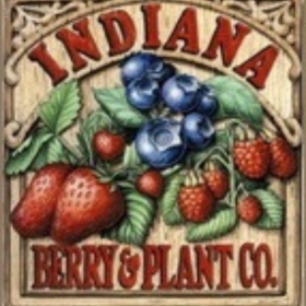 Brandywine raspberry bareroot plants 