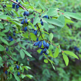 Indigo Gem honeyberry bareroot plant