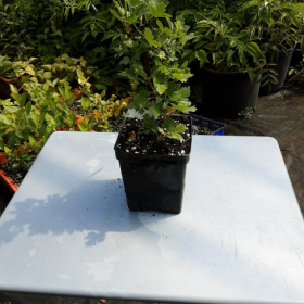 Gooseberry Invicta Potted Plant 