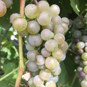 Itasca wine grape bareroot plant