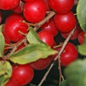 Jan bush cherry bareroot plant