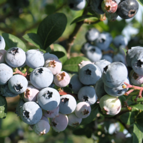 Jersey blueberry bareroot plant