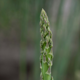 Jersey Giant asparagus bareroot plant