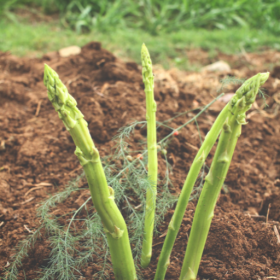Jersey Knight - Asparagus - 25/bundle All Male Hybrid (SOLD OUT 2025 SEASON)