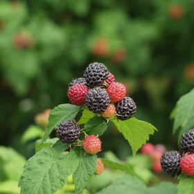 Jewel raspberry bareroot plants 