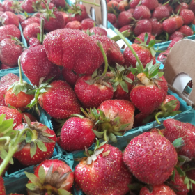 Jewel strawberry bareroot plants