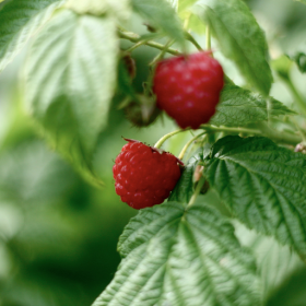 Joan J raspberry bareroot plants 