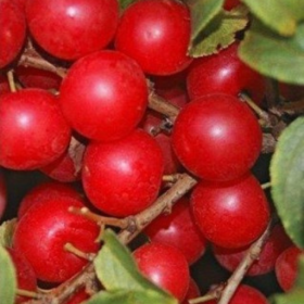 Joel Bush cherry bareroot plant
