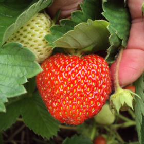 Keepsake strawberry bareroot plants