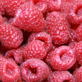 Killarney raspberry bareroot plants 