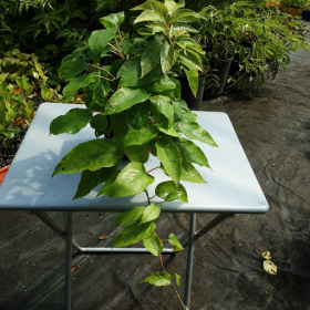 kiwi Michigan State Potted Plant