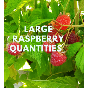 Heritage Raspberry - LARGE QUANTITY PRICING 