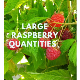 Nova Raspberry bareroot plants