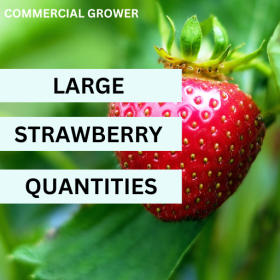 Malwina Strawberry - LARGE QUANTITY PRICING June Bearer 25/bundle (SOLD OUT 2025)
