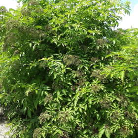 Marge elderberry bareroot plant