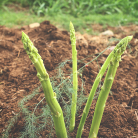 Mary Washington Asparagus bareroot plant