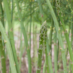 Guelph Millennium asparagus bareroot plant
