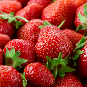 Monterey strawberry bareroot plants 