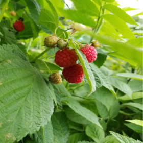 Nantahala raspberry bareroot plants 