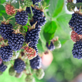 Natchez blackberry bareroot plants