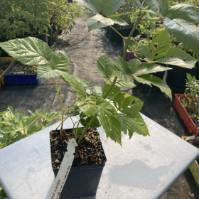 Blackberry Natchez Potted Plant 