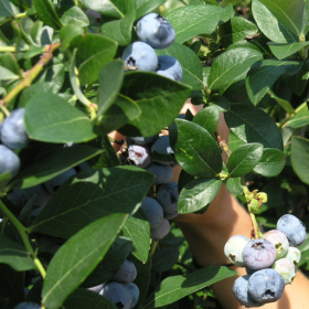 Nelson blueberry bareroot plant