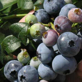 Northland blueberry bareroot plant