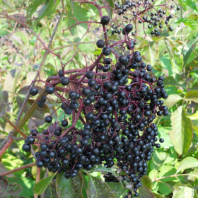 Nova elderberry bareroot plant 
