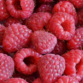 Nova raspberry bareroot plants 