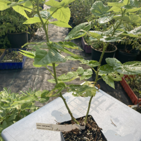 Raspberry Nova Potted Plant 