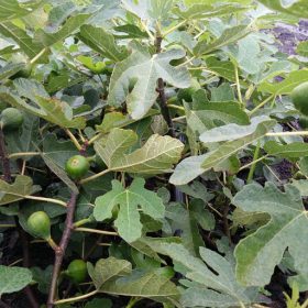 Olympian fig bareroot plant