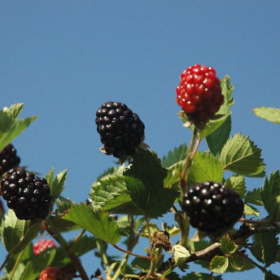 Osage blackberry bareroot plants