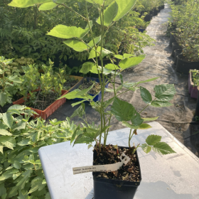 Blackberry Osage Potted Plant 