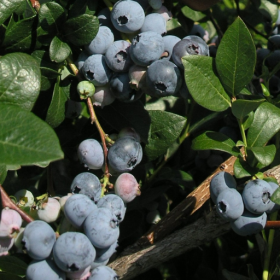 Patriot blueberry bareroot plant
