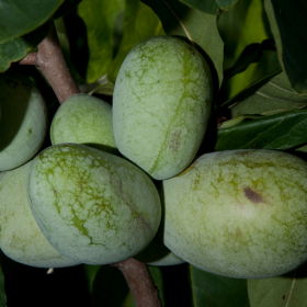 Mango pawpaw bareroot plant 