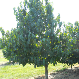 Sunflower pawpaw bareroot plant 