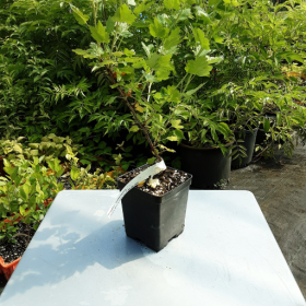 Gooseberry Pixwell Potted Plant 