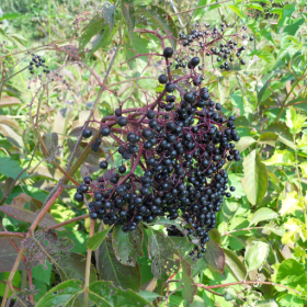 Pocahontas elderberry bareroot plant 