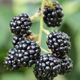 Ponca blackberry bareroot plants