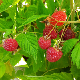 Prelude raspberry bareroot plants 