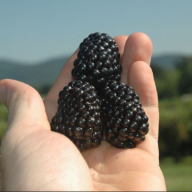 Prime Ark Freedom blackberry bareroot plants