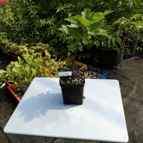 Currant Primus White Potted Plant 