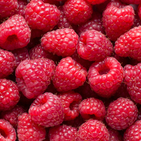 Raspberry bareroot plants