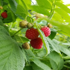 Raspberry Fall Collection (9 plants total) 