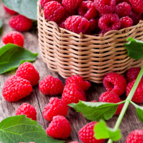 Raspberry bareroot plants 