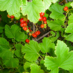 Red Lake red currant bareroot plant