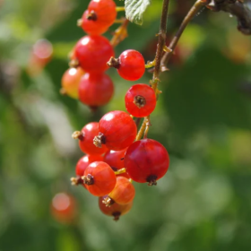 Rovada red currant bareroot plant
