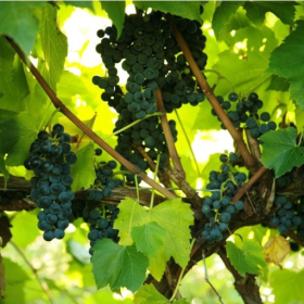St Croix red wine grape bareroot plant