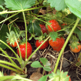 San Andreas strawberry bareroot plants 